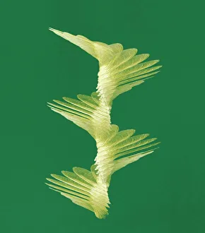 Drucke von Die Flugbahn eines Eichkornes. Mehrfachbelichterungsbild von einem Eichkern (Acer sp.), der sich drehen lässt wie es herunterfällt. Die Eichenkerne werden an den Baum in Paaren befestigt Bilder Datiert 2010 Mai: Kartoffelkeimflugweg