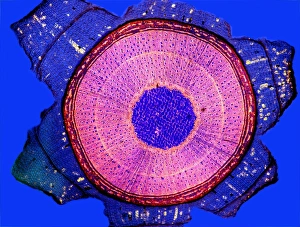 Polarised Light Microscopy Drucke: Maple stem, light micrograph