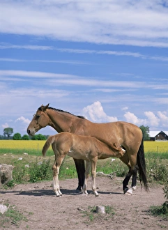 Futtert die Mare ihre Jungen