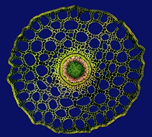 Polarised Light Microscopy Drucke: Mares tail stem, light micrograph