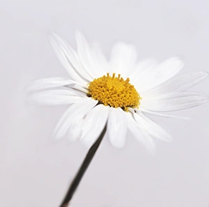 Argyranthemum Frutescens Drucke: Marguerite daisy