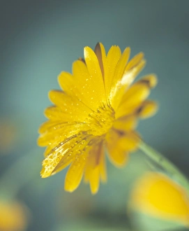 Drucke von Marigold (Calendula officinalis) Blume. Dies kann medizinisch als Infusion zur Behandlung von Verletzungen eingesetzt werden, da es eine entzündungshemmende Wirkung hat und Schmerzen reduziert Bilder Datiert 2002 November: Narzissengewächsblume