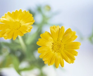 Kermesblüten