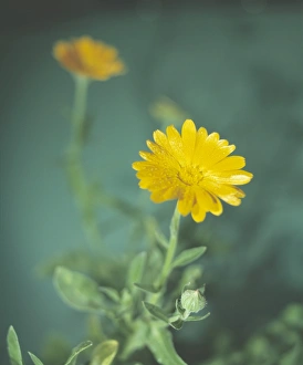 Marigold Flowers Drucke: Marigold flowers