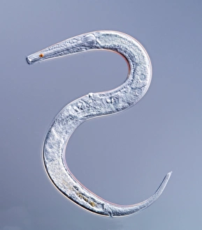 North Sea Marine Life Drucke: Marine nematode worm, light micrograph