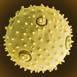 Scanning Electron Micrograph Of Pollen Drucke: Marrow pollen grain, SEM