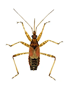 Drucke von Die Wasserschmetterlingsschwanzmücke (Dolichonabis limbatus). Diese fressende Mücke misst zwischen 7,5-9mm in Länge Bilder Datiert 2006 Februar: Wasserbettelschmetterling