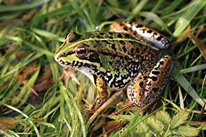 European Frog Species Drucke: Marsh frog C014 / 0481