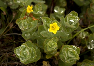 Wetland Flora Drucke: Marsh St. Johns wort (Hypericum elodes)