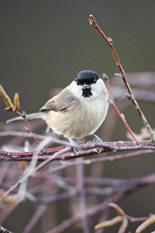 British Birds In Snow Drucke: Marsh Tit