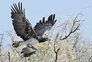 Martial Eagle Drucke: Martial Eagle in flight with prey
