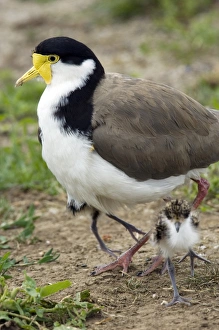 Urban Bird Species Drucke: Masked lapwing and chick