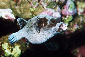 Egyptian Wildlife Photos Drucke: Masked pufferfish