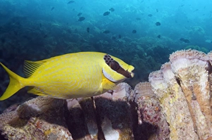 Bony Fish Biology Drucke: Masked rabbitfish