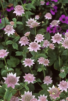 White And Pink Flowers Drucke: Masterwort (Astrantia maxima)