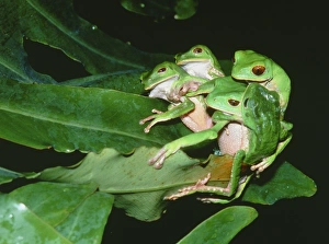 Bilder aus dem Jahr 1987: Paarungsgreifblätterfrosch