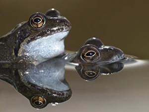 Rana Temporaria Behavior Drucke: Mating pair of Common Frogs