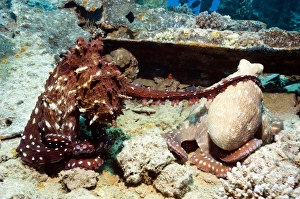 Bilder Datiert 13. Juli 2009: Paar tagsame Oktopus