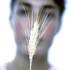 Rye Grain Drucke: Maturing ear of rye