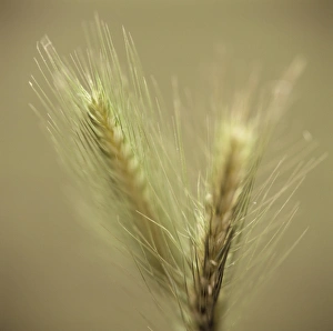 Rye Grain Drucke: Maturing ears of rye