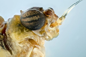 Compound Eyes Insect Drucke: Mayfly head C018 / 2425