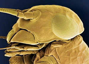 Compound Eye Structure Drucke: Mayfly nymph head, SEM
