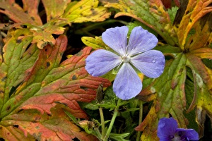 Wiesen-Stechginster (Geranium pratense)