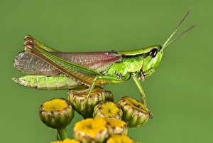 Meadow Grasshopper Drucke: Meadow grasshopper