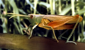 SEM Images Of Insects Drucke: Meadow grasshopper, SEM