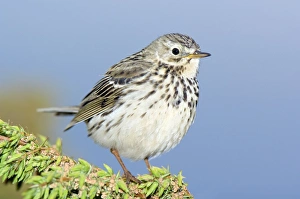 Bird Perched On Tree Drucke: A Meadow Pipit