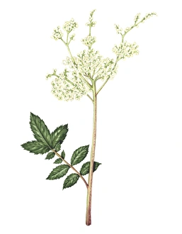 Filipendula Ulmaria Drucke: Meadowsweet, artwork