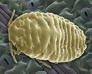 Coloured Scanning Electron Microscopy (SEM) Drucke: Mealy bug, SEM