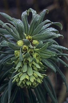 Drought Resistant Plants Drucke: Mediterranean spurge