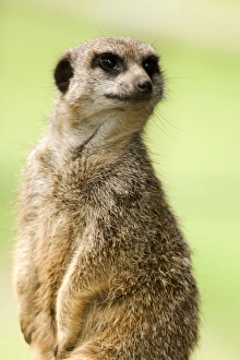 Drucke von Mekarakat (Suricata suricatta). Diese Säugetier ist im trockenen Grasland Südafrikas zu finden. Es lebt in Familiengruppen bis zu 40 Individuen in unterirdischen Kavernen Bilder Datiert 2006 Dezember: Meerkat