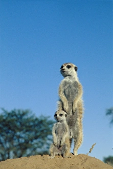 Kalahari Gemsbok National Park Drucke: Meerkats
