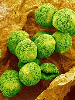 Pollen Grain Morphology Drucke: Melon pollen, SEM