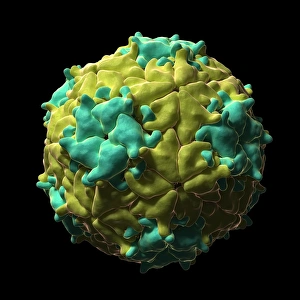 Computer Artwork Viruses Drucke: Mengo Encephalomyocarditis virus, artwork F007 / 8063