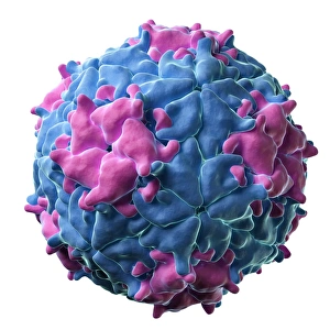 Bilder Datiert 27. Januar 2014: Mengo-Enzephalomiokarditis-Virus, Kunstwerk