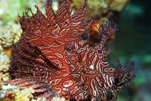 Camouflaged Sea Creatures Drucke: Merlets scorpionfish