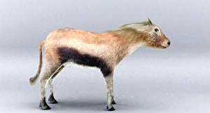 Drucke von Merychippus: Künstlerische Darstellung des ausgestorbenen Pferdes Merychippus. Diese Art lebte während der Epochenmischung im Miocenen zwischen 17 und 11 Millionen Jahren vor unserer Zeit Bilder Datiert 2006 Februar: Merychippus