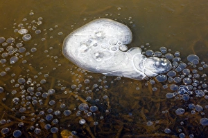 Environmental Science Images Drucke: Methane bubbles