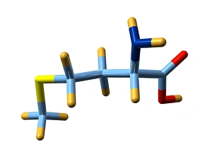 Amino Acid Structure Drucke: Methionine, molecular model