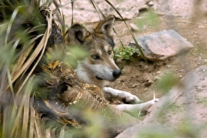 Drucke von Der ausgestorbenen mexikanischen Grauwolf (Canis lupus baileyi), der möglicherweise jetzt im Wild nicht mehr existiert. Dieser Wolf stammt aus einer Gefangenschaftspopulation in Arizona, USA Bilder Datiert 2009 Dezember: Kaninchenwolf aus Mexiko