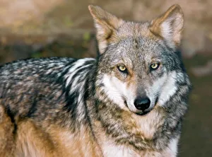 Endangered Species Drucke: Mexican Gray Wolf