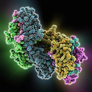 Bilder Datiert 16. Januar 2013: Immunmolekülkomplex aus MHC-Protein und Antigen