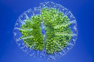 Light Micrograph Images Drucke: Micrasterias desmid, light micrograph
