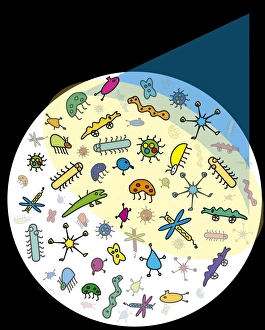 Light Microscopy Images Drucke: Microbes