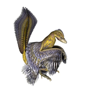 Feathered Dinosaurs Drucke: Microraptor dinosaur