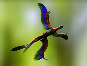 Drucke von Microraptor, Kunstwerk. Der Microraptor ist eine Gattung von Vogelfeinden aus der Frühkretazischen (128-124 Millionen Jahre alt) Ablagerungen im Liaoning-Provinz-China entdeckt worden Bilder Datiert 2008 Juli: Mikroraptor-Dinosaur fliegt im Kunstwerk