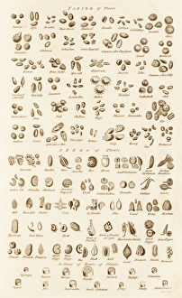 Historical Botanical Illustrations Drucke: Microscopic Vegetable Objects C017 / 3506